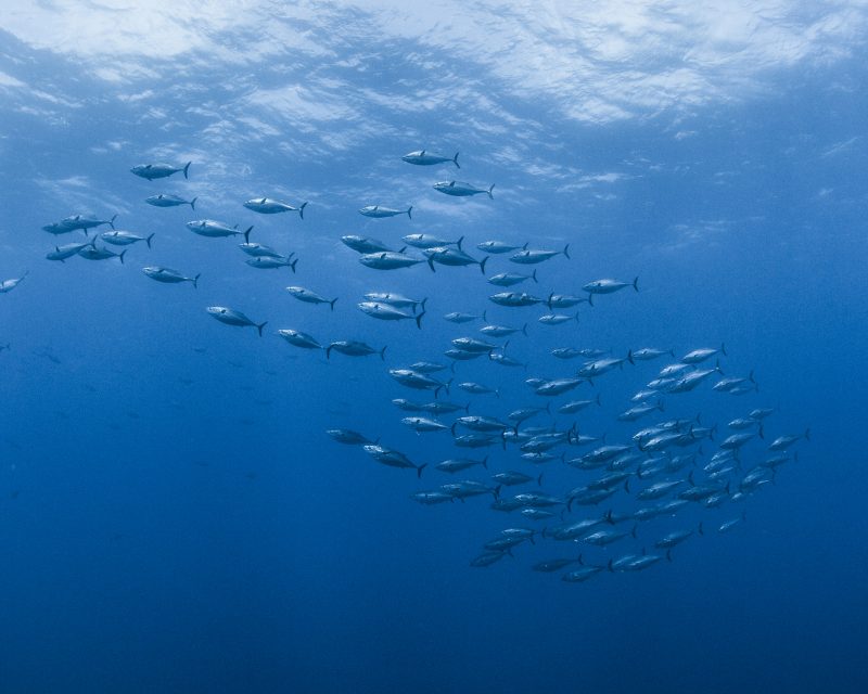Thunfisch (Echter Bonito)